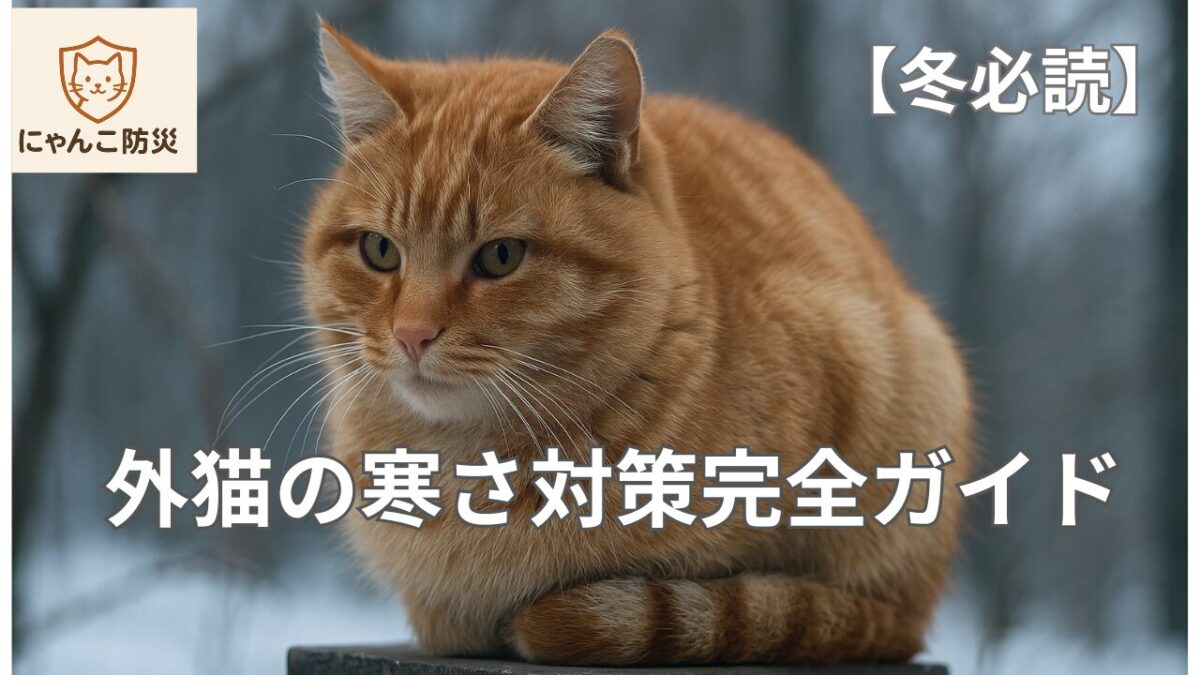 外猫の寒さ対策完全ガイド【冬必読】 | にゃんこ防災