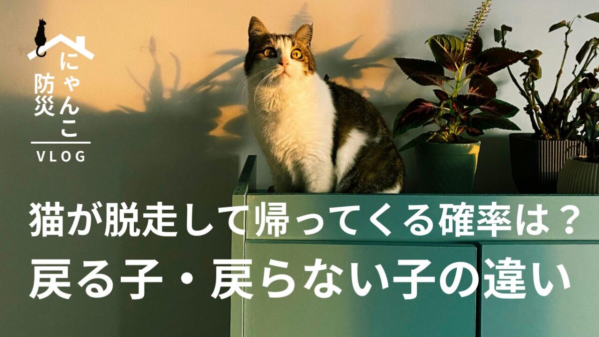 猫 脱走 帰っ て くる 確率